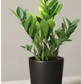 Plante verte en pot